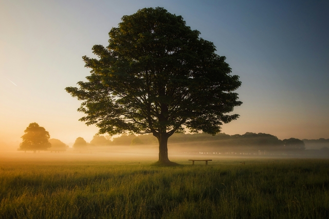 Baum im Sonnenuntergang mit leichtem Nebel